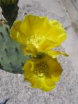 Opuntia rugosa, Puddingstone Reservoir, Pomona, CA