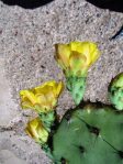 Opuntia rugosa, Puddingstone Reservoir, Pomona, CA