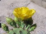 Opuntia rugosa, Puddingstone Reservoir, Pomona, CA