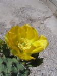 Opuntia rugosa, Puddingstone Reservoir, Pomona, CA