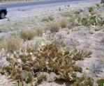 Opuntia sp nova aff camanchica