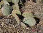 Opuntia sp nova aff camanchica, ca. 8000 ft