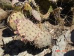 Opuntia nova aff camanchica, Albuquerque, NM