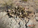 Opuntia nova aff camanchica, Albuquerque, NM