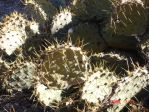 Opuntia nova aff camanchica, Albuquerque, NM