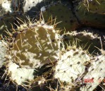 Opuntia aff camanchica, Albuquerque, NM