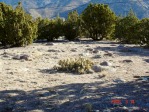 Opuntia aff camanchica, Albuquerque, NM