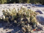 Opuntia aff camanchica, Albuquerque, NM