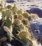 Opuntia aff camanchica, Albuquerque, NM