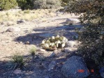 Opuntia aff camanchica, Albuquerque, NM