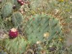 Opuntia sp nova aff camanchica, Albuquerque, NM