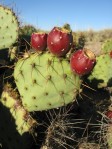 Opuntia sp nova aff camanchica, Belen, NM