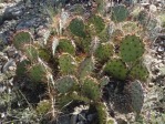 Opuntia aff camanchica, Albuquerque, NM, Hayes Jackson