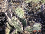 Opuntia aff camanchica, Albuquerque, NM