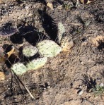 Opuntia aff camanchica, Albuquerque, NM