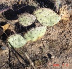 Opuntia aff camanchica,  Albuquerque, NM