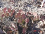 Opuntia aff camanchica, Albuquerque, NM