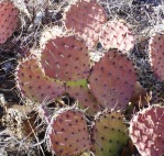 Opuntia aff camanchica, Albuquerque, NM