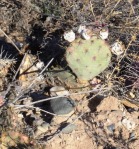 Opuntia aff camanchica, Albuquerque, NM