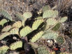 Opuntia aff camanchica, Albuquerque, NM