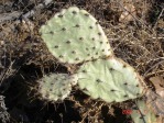 Opuntia aff camanchica, Albuquerque, NM