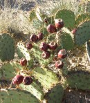 Opuntia sp nova aff camanchica, Rio Communities, NM