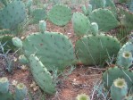 Opuntia sanguinicola, Abilene, TX