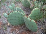 Opuntia sanguinicola, Abilene, TX