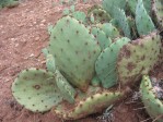 Opuntia sanguinicola, Abilene, TX