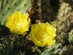 Opuntia sanguinicola, Abilene, TX