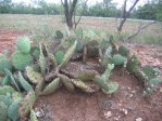 Opuntia sanguinicola, Abilene, TX