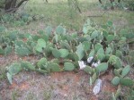 Opuntia sanguinicola, Abilene, TX