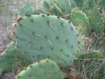 Opuntia sanguinicola, Abilene, TX