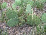 Opuntia sanguinicola, Abilene, TX