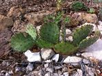 Opuntia sanguinicola, Dane Larsen