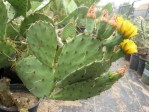 Opuntia sanguinicola, garden plant