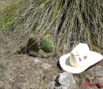 Opuntia sanguinicola, near Austin, TX