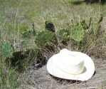 Opuntia sanguinicola, near Austin, TX