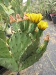 Opuntia sanguinicola, garden plant