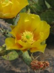 Opuntia sanguinicola, garden plant