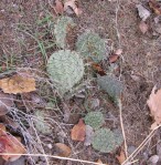 Opuntia, Santa Fe, NM