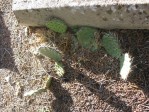 Opuntia, Old Pecos Trail, Santa Fe,NM