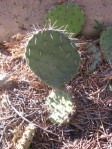 Opuntia, Old Pecos Trail, Santa Fe,NM