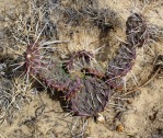 Opuntia Santa Fe, Cuba, NM