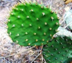 Opuntia Santa Fe, garden plant