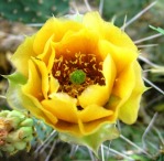 Opuntia Santa Fe, garden plant