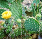 Opuntia Santa Fe, garden plant