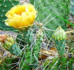 Opuntia Santa Fe, garden plant