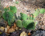 Opuntia Santa Fe, garden plant