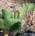 Opuntia Santa Fe, garden plant